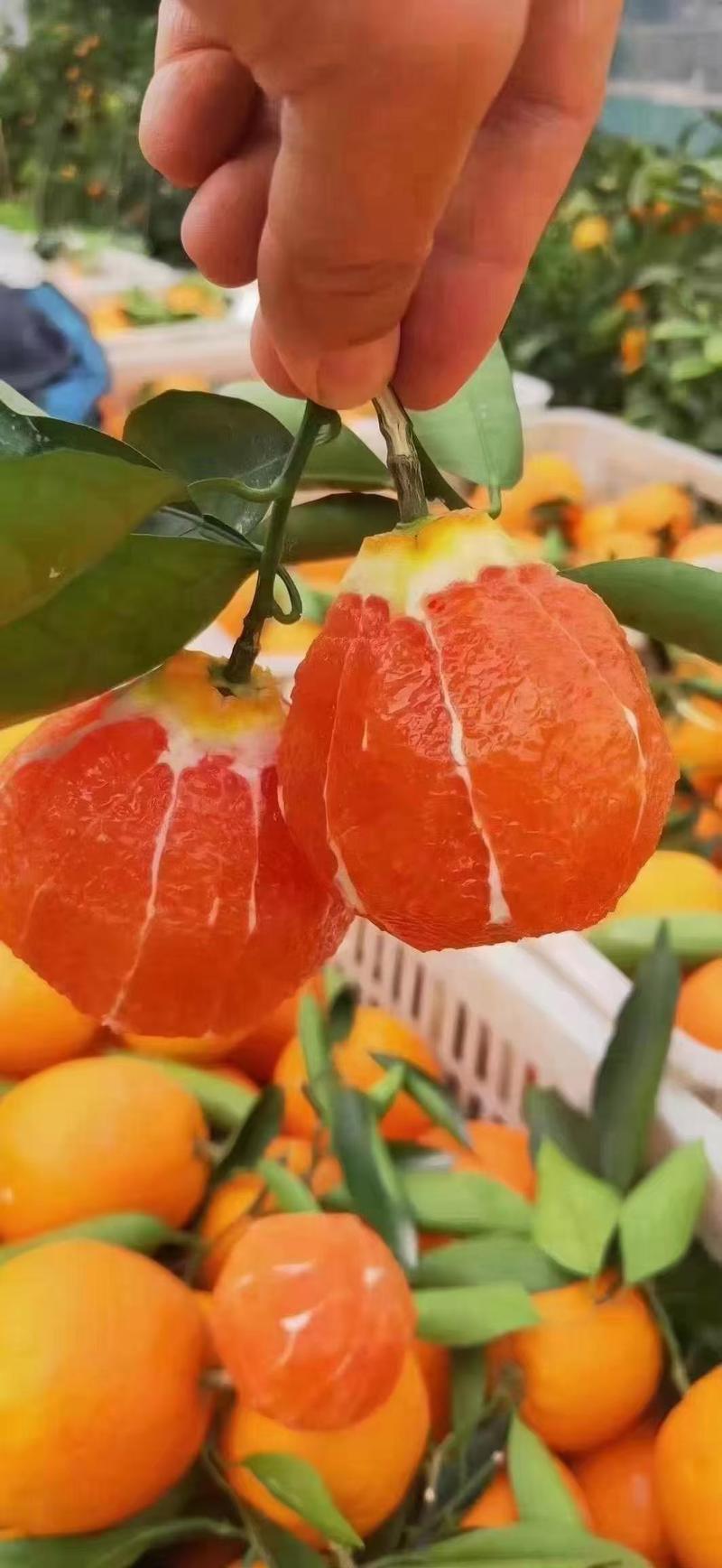血橙/中华红橙/纯甜多汁挂树鲜果产地果园直发