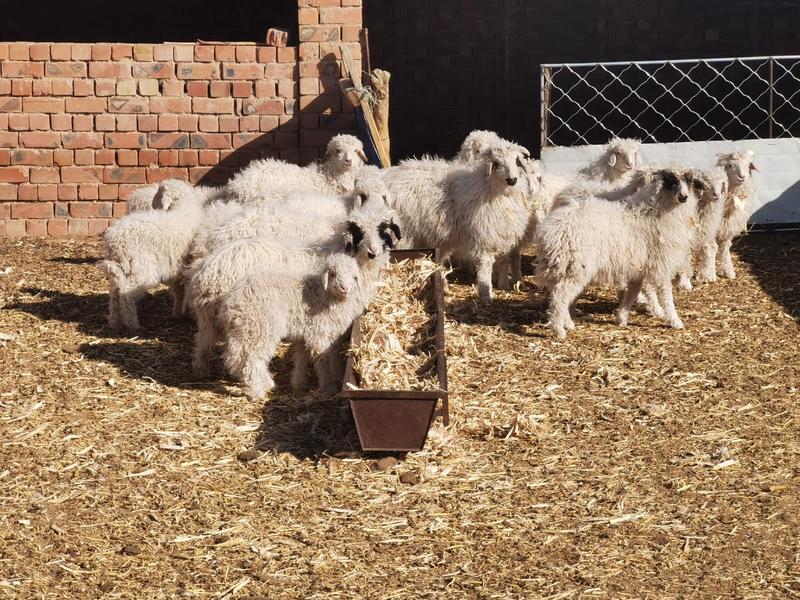 羊肉整只宁夏盐池滩羊烤全羊专用羊羔肉货源充足品质保