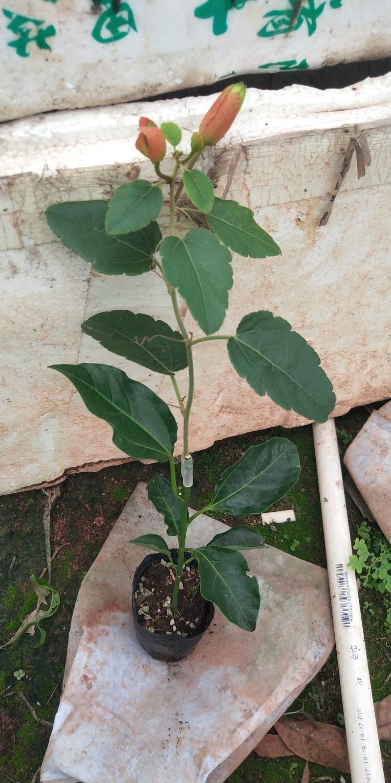 新品种西瓜百香果苗果大产量高南北方阳台庭院可种甜蜜蜜靓苗