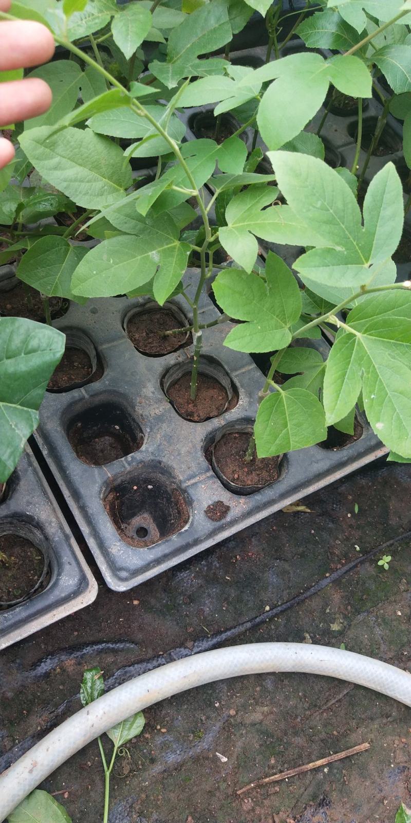 新品种西瓜百香果苗果大产量高南北方阳台庭院可种甜蜜蜜靓苗