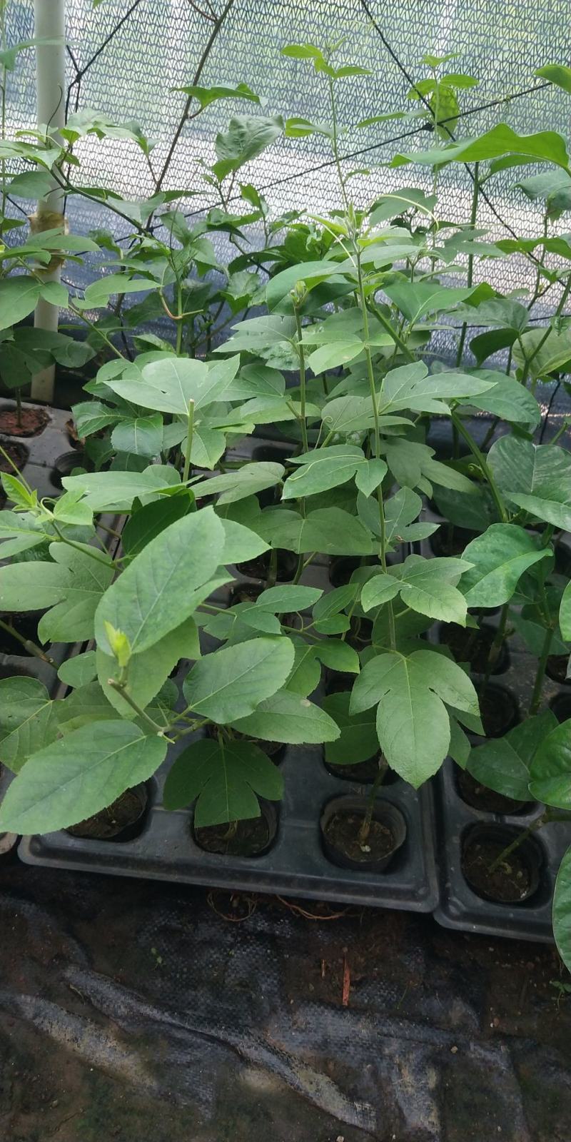 新品种西瓜百香果苗果大产量高南北方阳台庭院可种甜蜜蜜靓苗