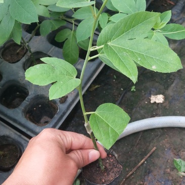 新品种西瓜百香果苗果大产量高南北方阳台庭院可种甜蜜蜜靓苗