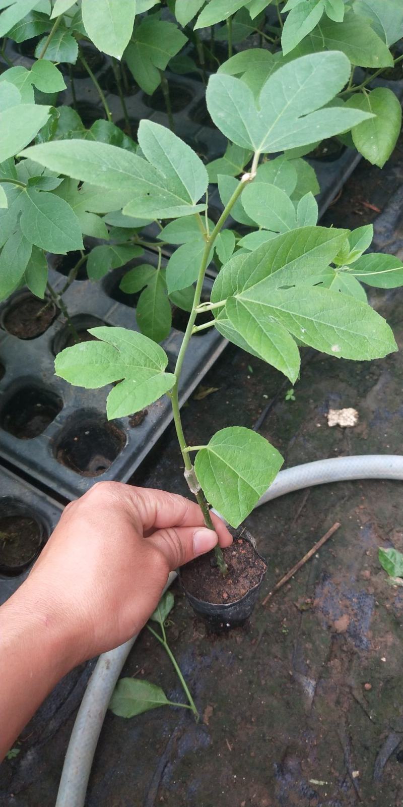 新品种西瓜百香果苗果大产量高南北方阳台庭院可种甜蜜蜜靓苗