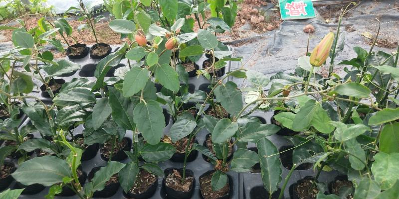 新品种西瓜百香果苗果大产量高南北方阳台庭院可种甜蜜蜜靓苗