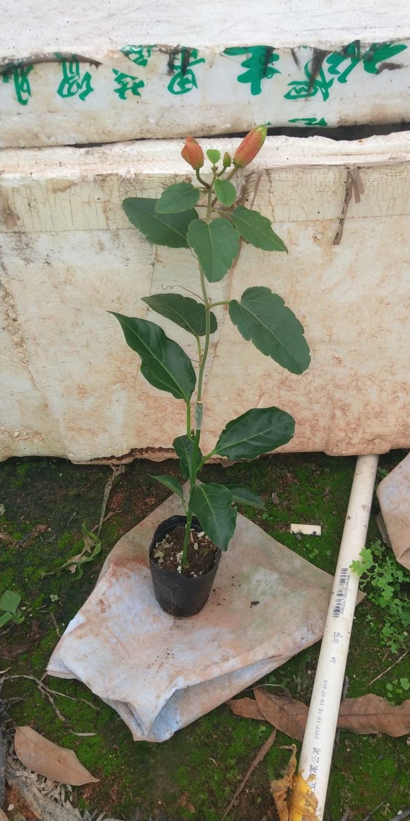 新品种西瓜百香果苗果大产量高南北方阳台庭院可种甜蜜蜜靓苗