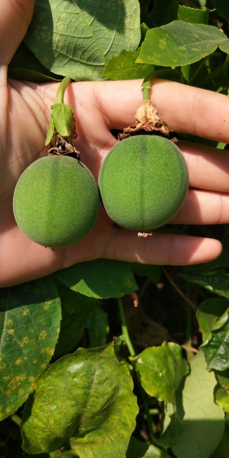 新品种西瓜百香果苗果大产量高南北方阳台庭院可种甜蜜蜜靓苗