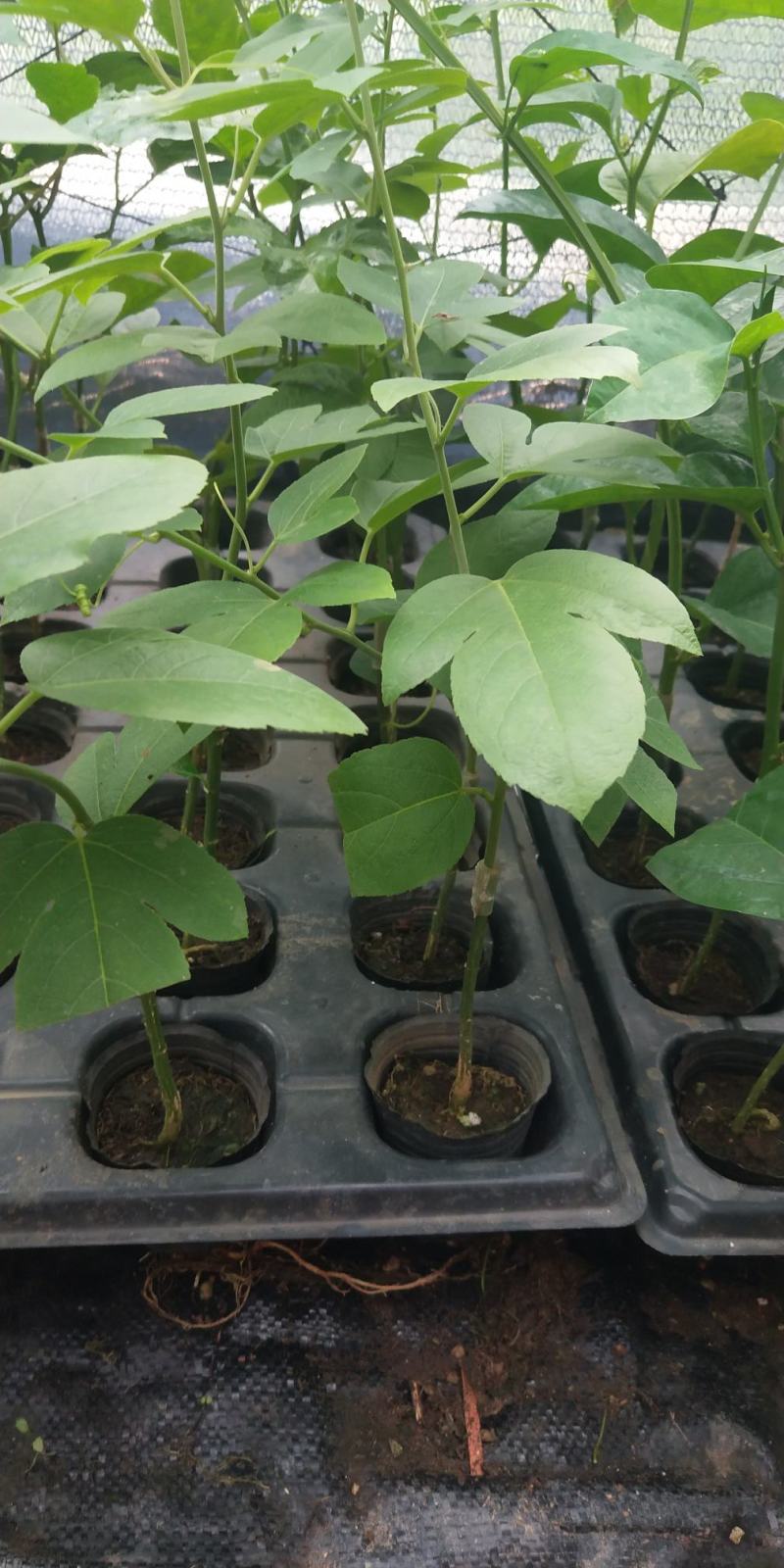 新品种西瓜百香果苗果大产量高南北方阳台庭院可种甜蜜蜜靓苗