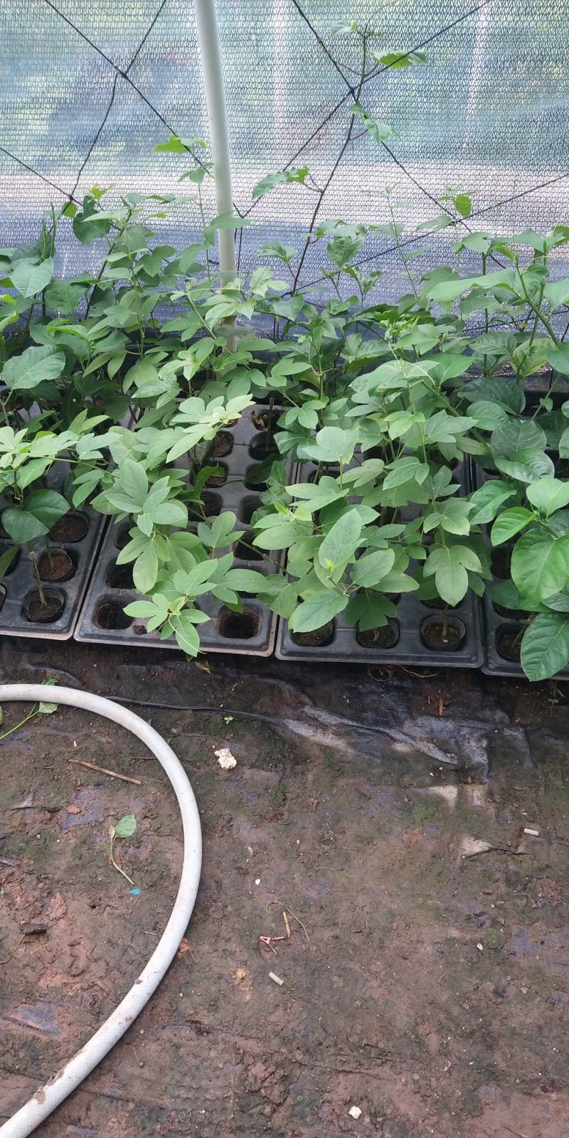 新品种西瓜百香果苗果大产量高南北方阳台庭院可种甜蜜蜜靓苗
