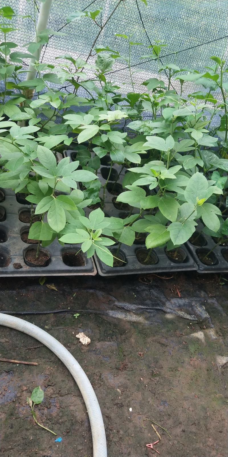 新品种西瓜百香果苗果大产量高南北方阳台庭院可种甜蜜蜜靓苗
