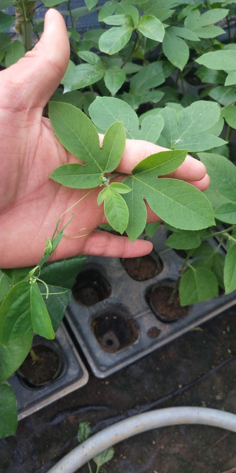 新品种西瓜百香果苗果大产量高南北方阳台庭院可种甜蜜蜜靓苗