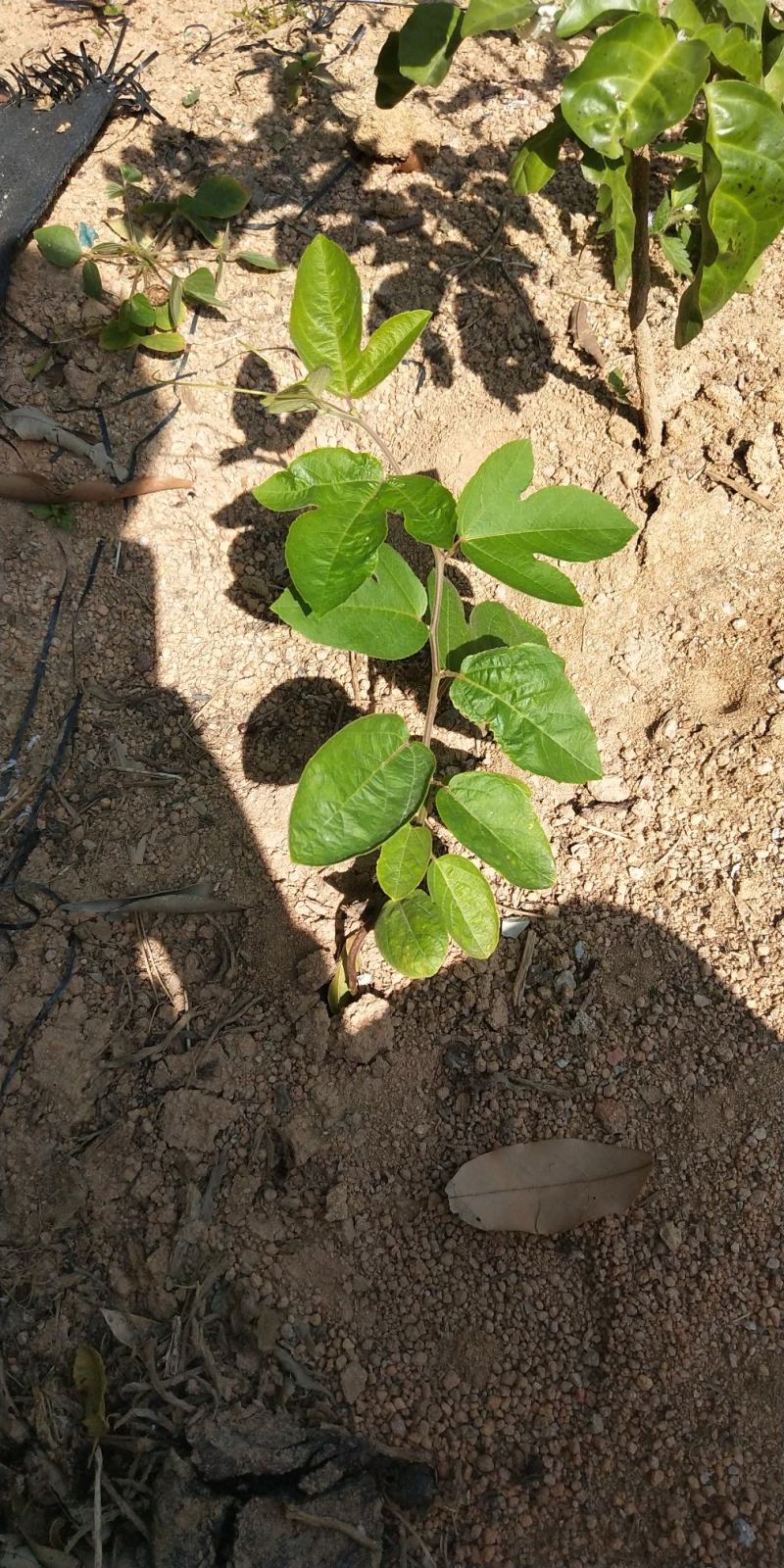 新品种西瓜百香果苗果大产量高南北方阳台庭院可种甜蜜蜜靓苗