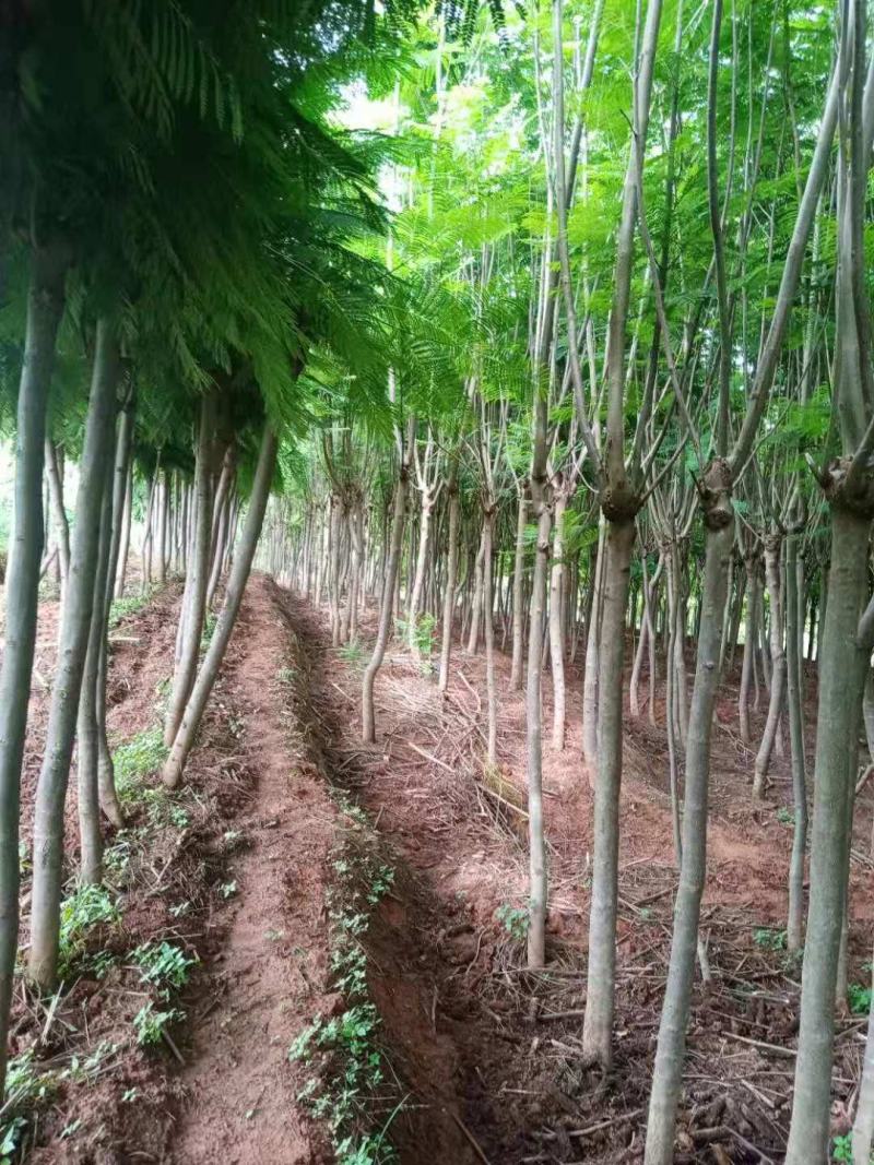 蓝花楹米径5-9公分数量多多