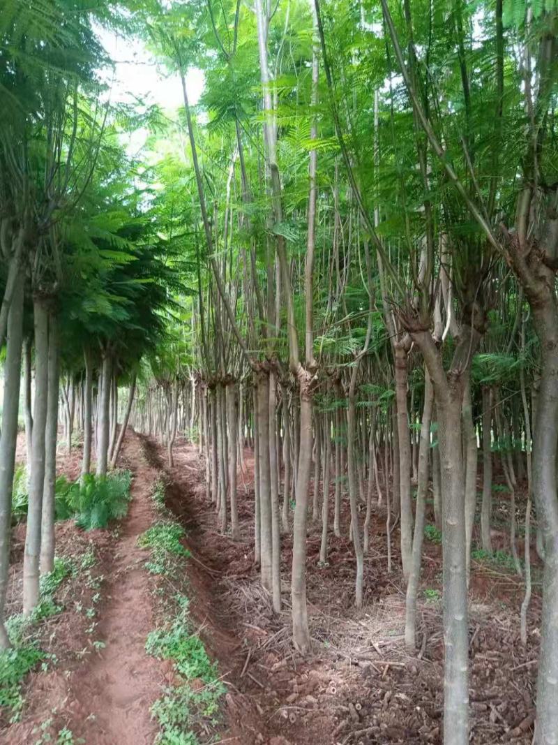 蓝花楹米径5-9公分数量多多