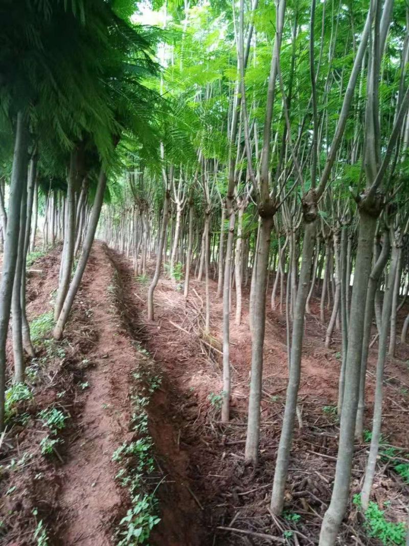 蓝花楹米径5-9公分数量多多