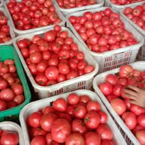 四川西红柿大量上市了，大红，硬粉，每天不限量