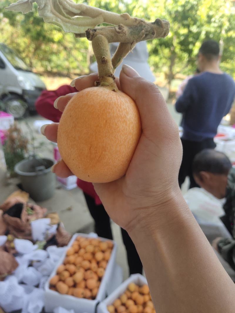 汉源县五星大枇杷上市了，个大果肉多，味道鲜美，想要的联系