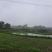 300亩可流转土地