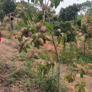人心果果苗树苗水果树四季南方北方盆栽地栽庭院阳台种植当年