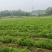 天冬苗大量上市天冬中药材种苗可实地考察全国发货