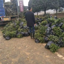 本合作社长期提供:福鼎白茶福选九号名选131安吉白茶梅占
