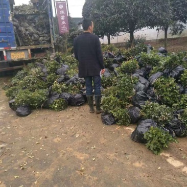 本合作社长期提供:福鼎白茶福选九号名选131安吉白茶梅占