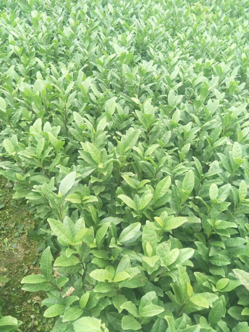 本合作社长期提供:福鼎白茶福选九号名选131安吉白茶梅占