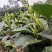 福选九号，巴蜀特早茶苗