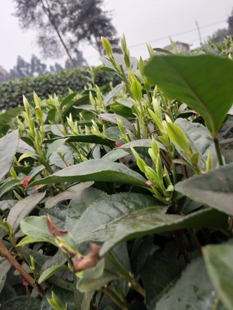 福选九号，巴蜀特早茶苗