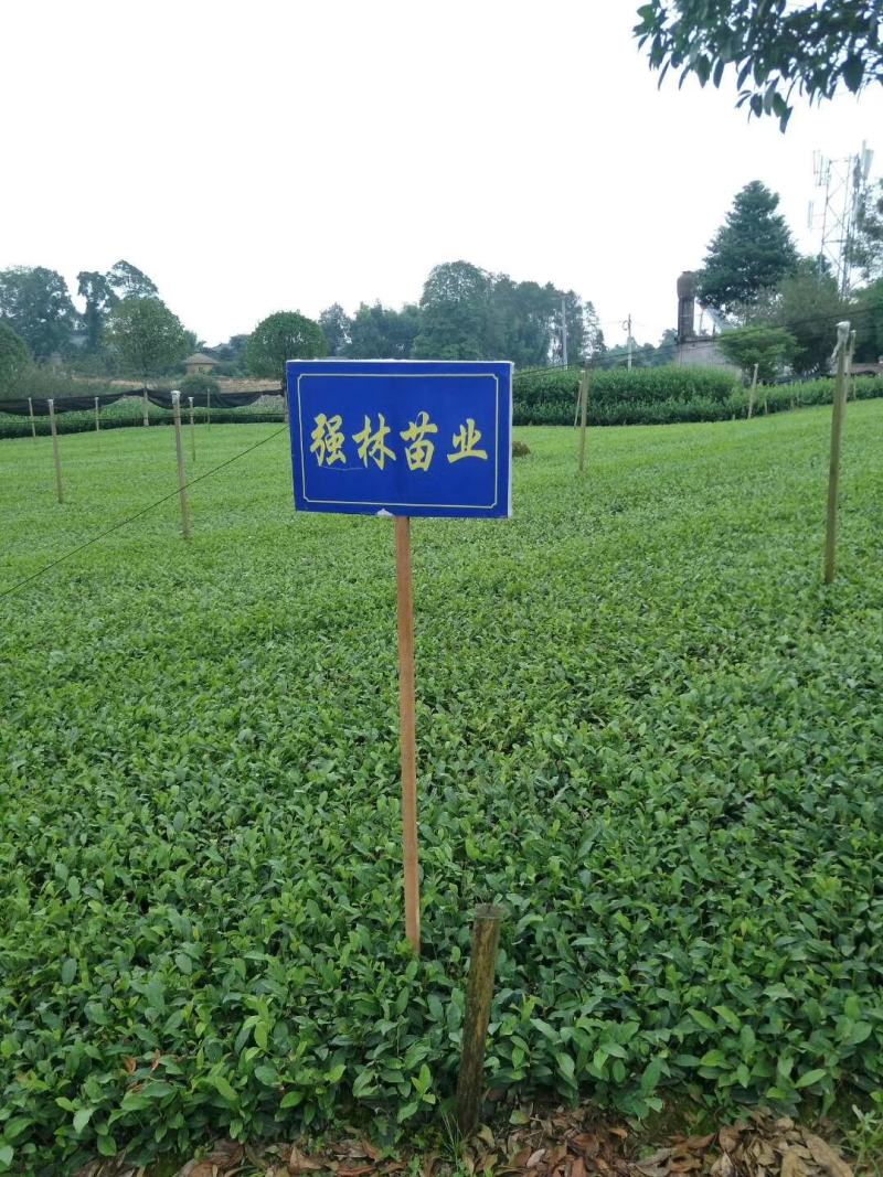 福选九号，巴蜀特早茶苗