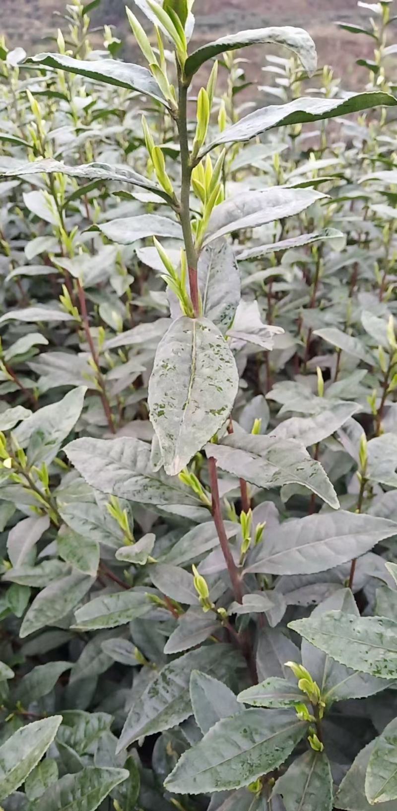 福选九号，巴蜀特早茶苗