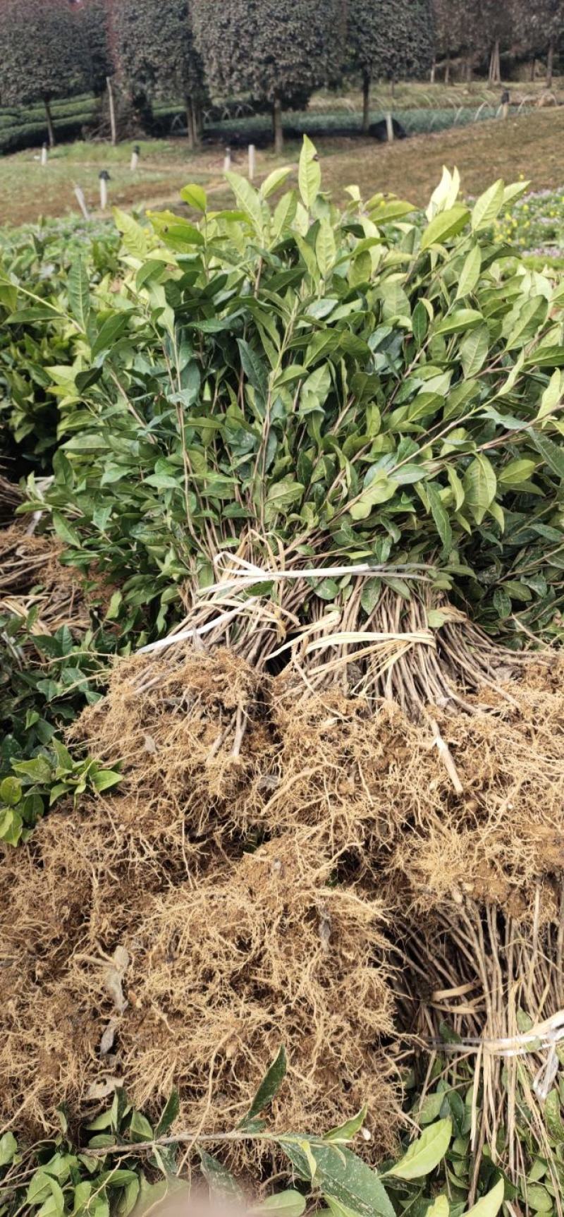 绿化工程用茶苗高度五十公分以上