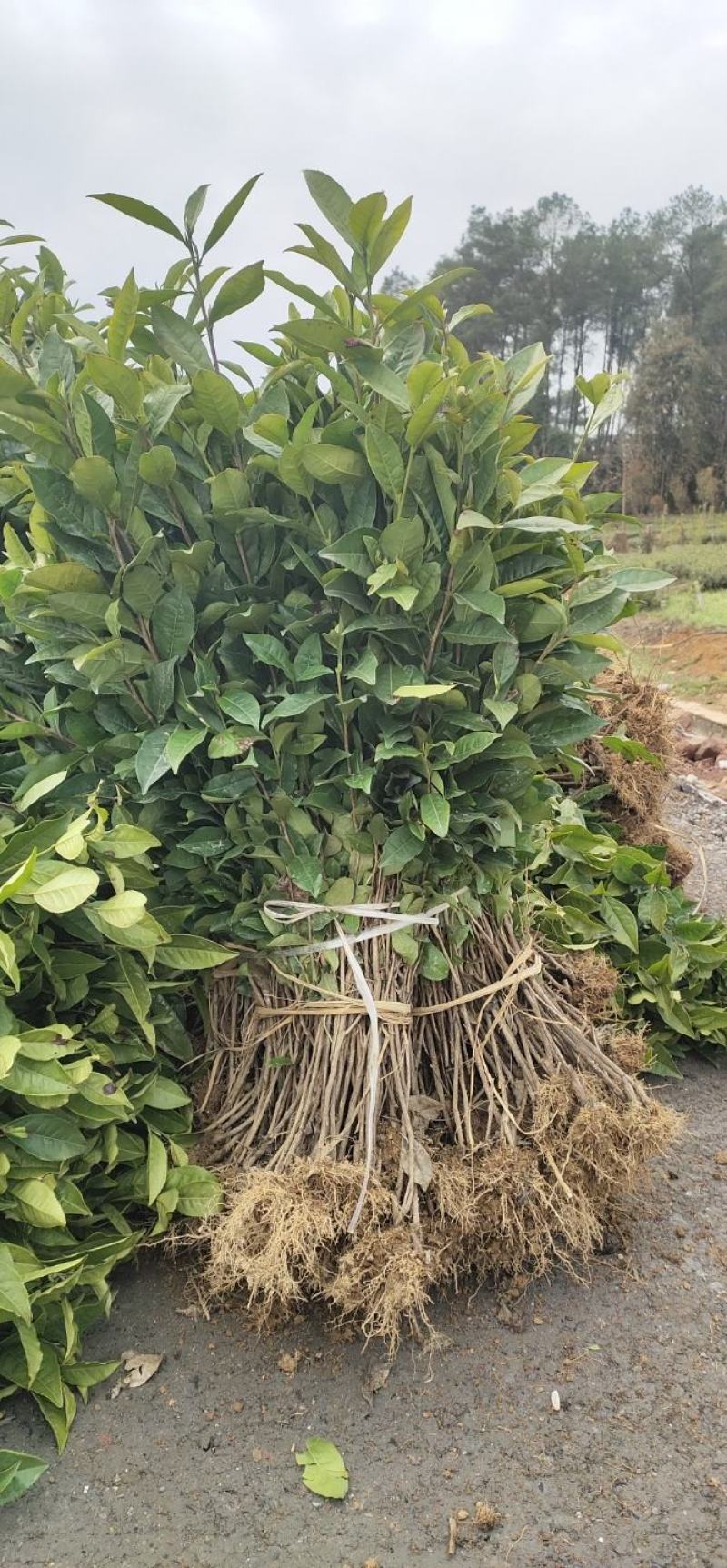 绿化工程用茶苗高度五十公分以上