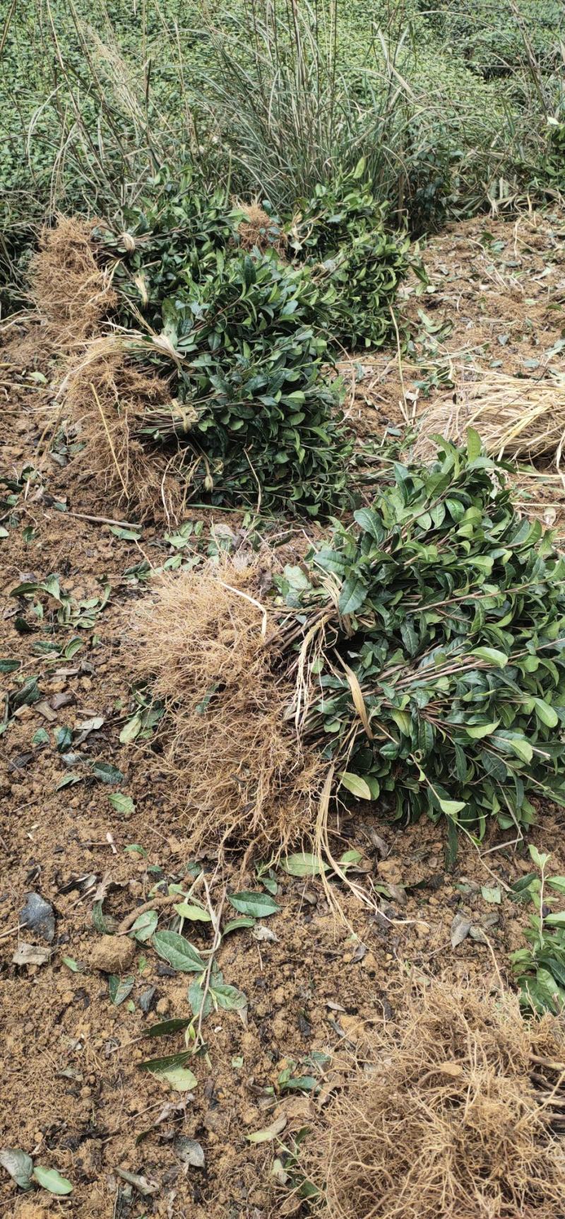 绿化工程用茶苗高度五十公分以上