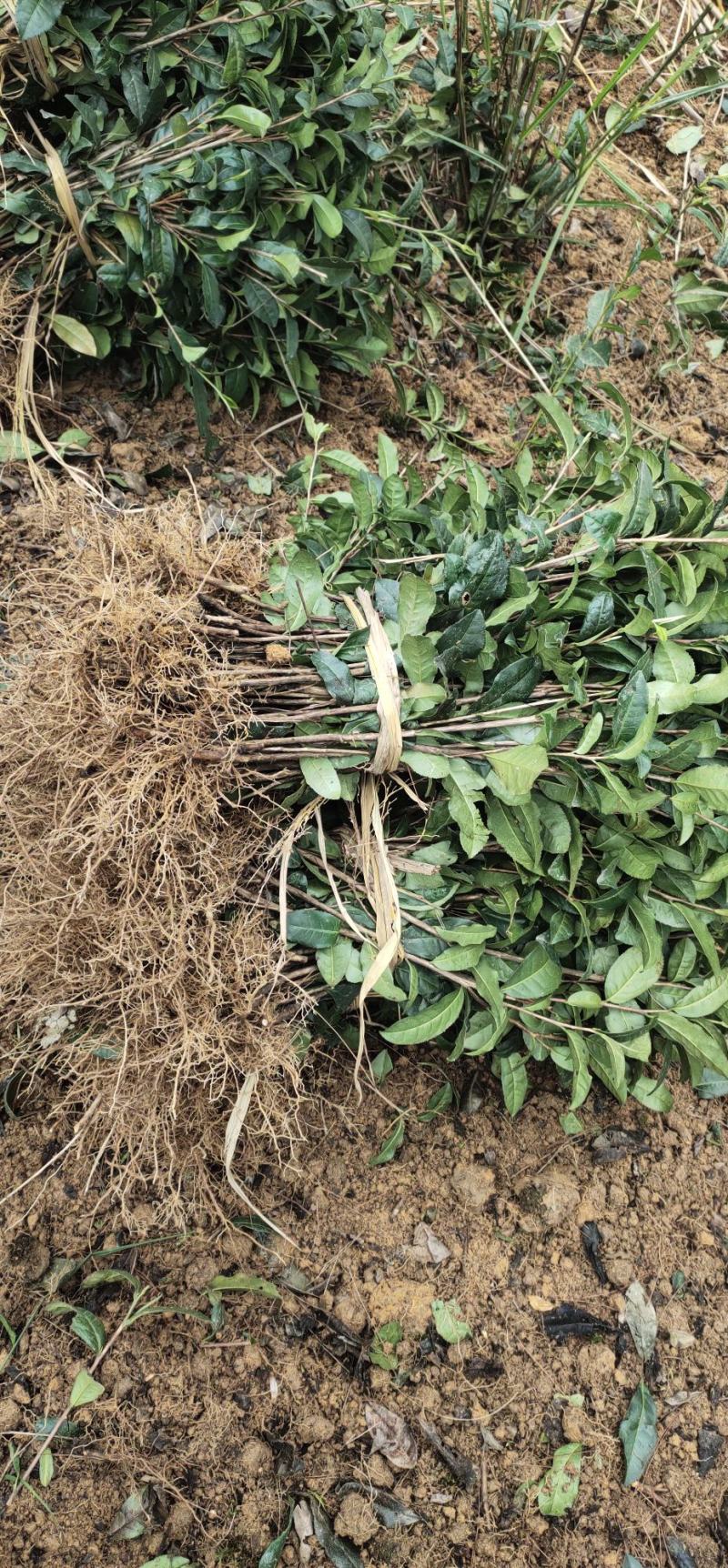 绿化工程用茶苗高度五十公分以上