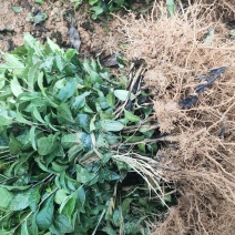 福鼎白茶苗