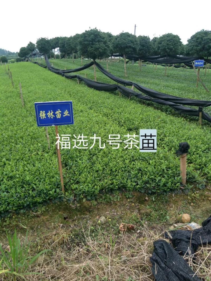 本合作长年提供福鼎白茶名选131福选九号安吉白茶梅占等