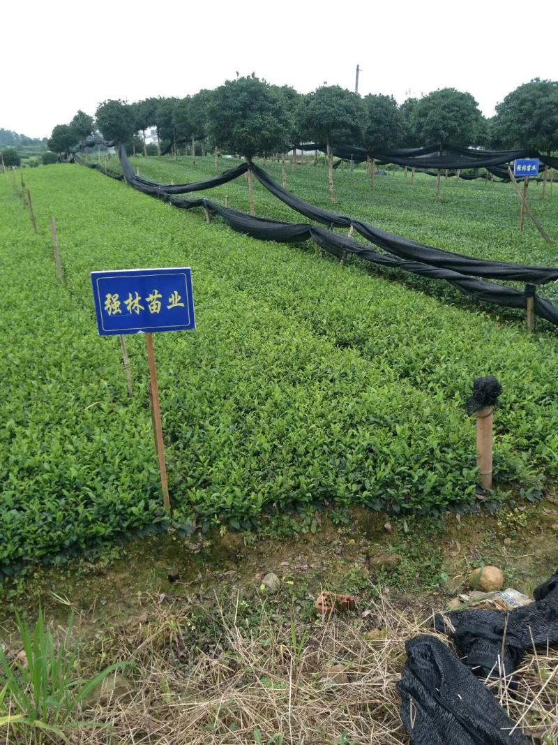 本合作长年提供福鼎白茶名选131福选九号安吉白茶梅占等