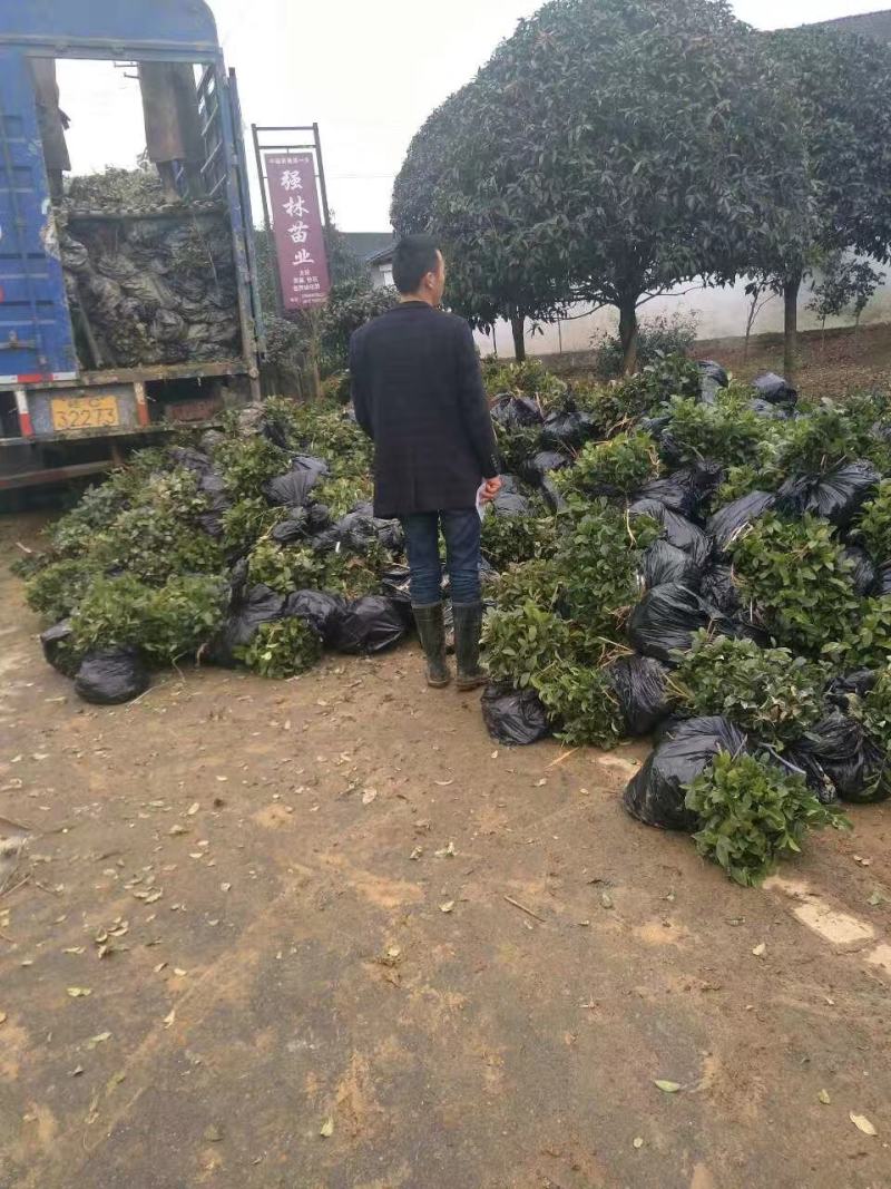 本合作长年提供福鼎白茶名选131福选九号安吉白茶梅占等