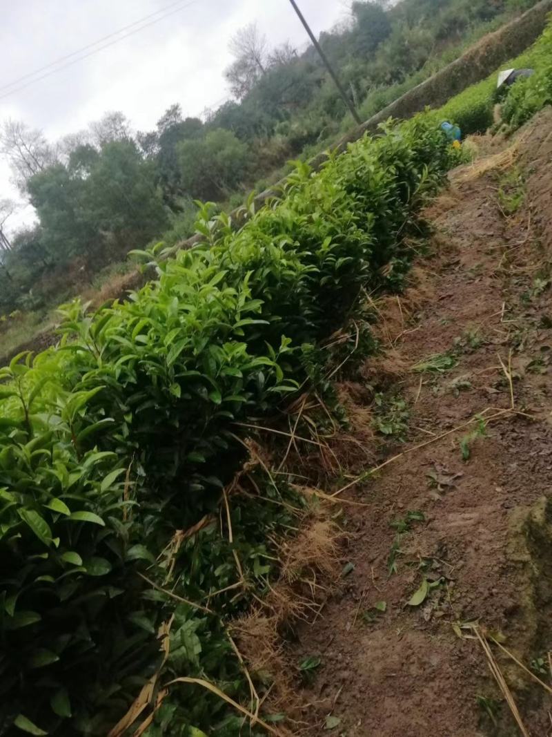 福选九号，巴蜀特早茶苗