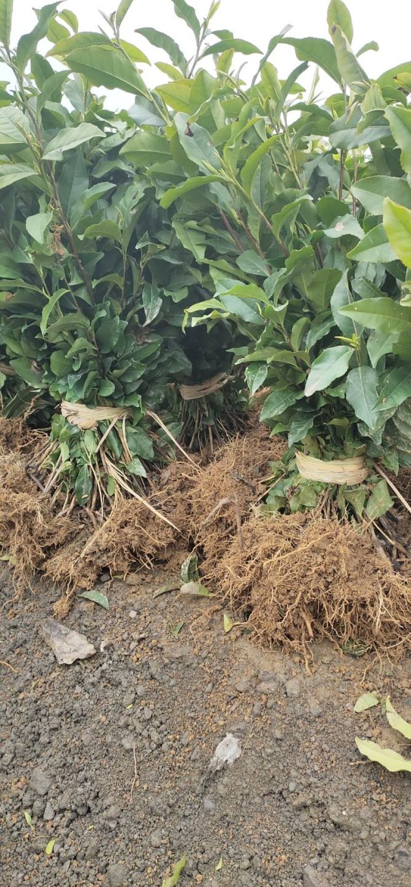 福选九号，巴蜀特早茶苗