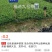 福选九号，巴蜀特早茶苗