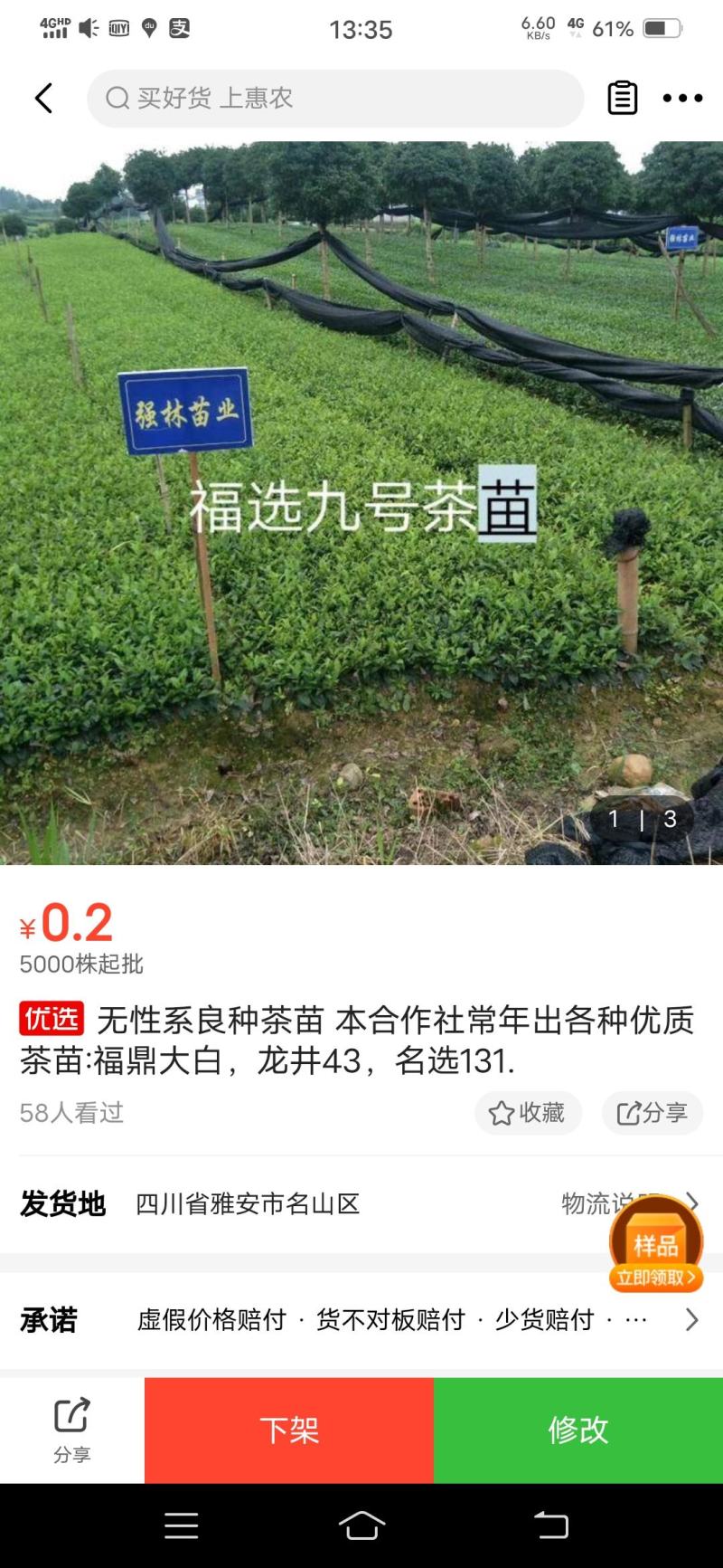 福选九号，巴蜀特早茶苗