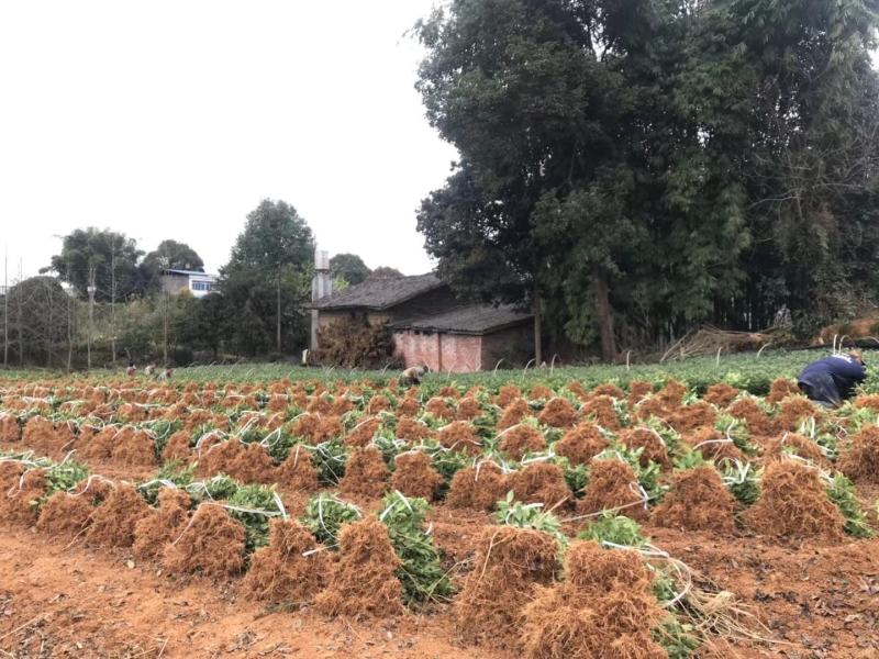 福鼎白茶苗