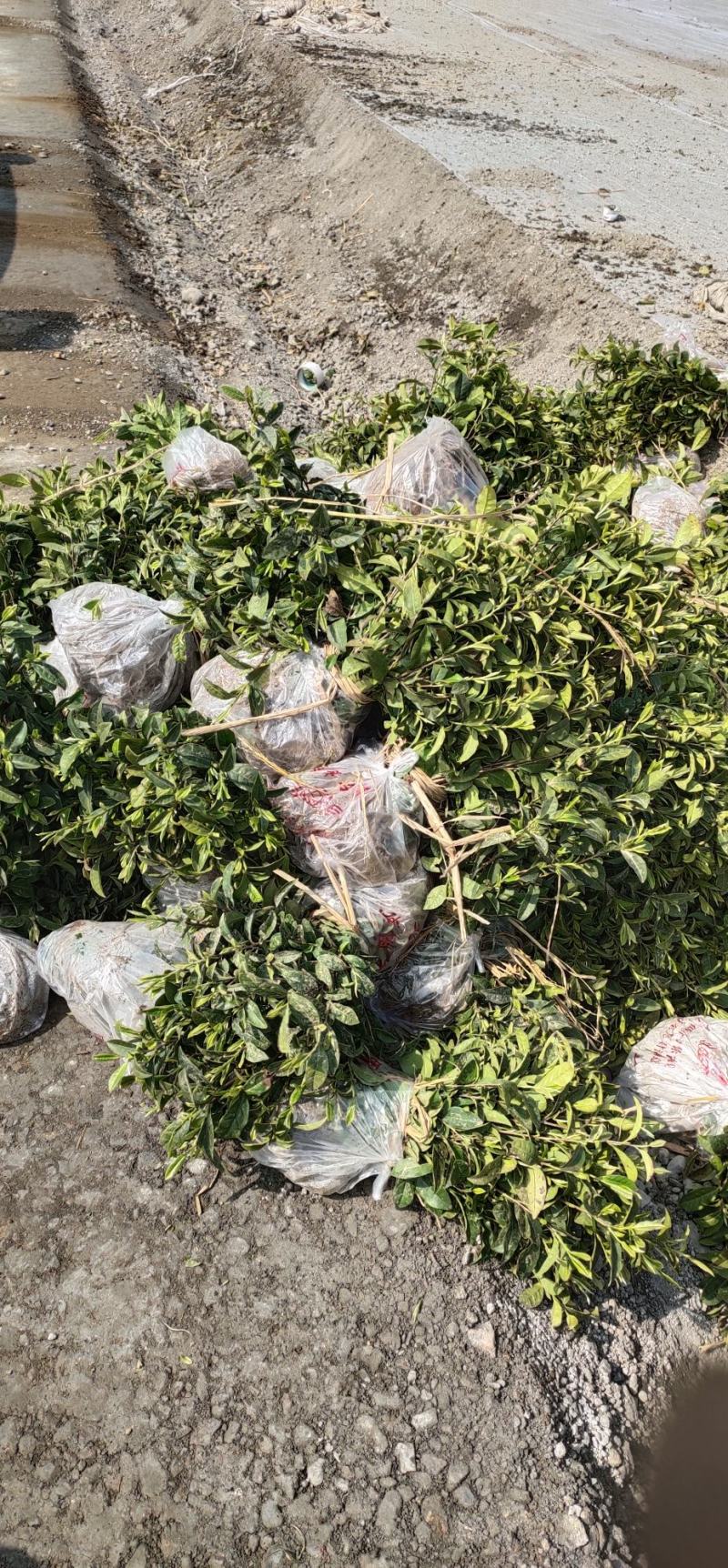 福鼎白茶苗