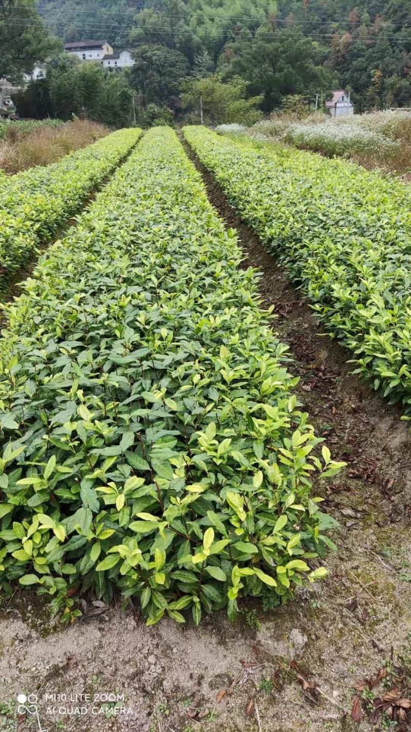 奶白茶苗极白茶苗