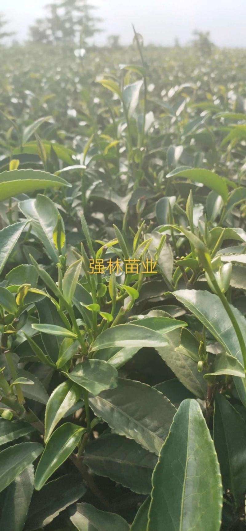 提供优質梅占茶苗