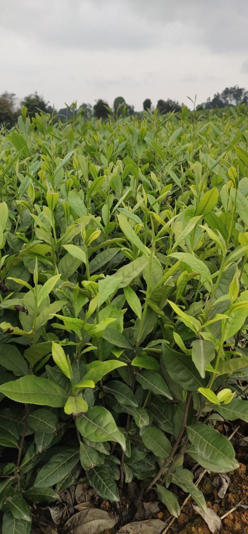 茶树苗