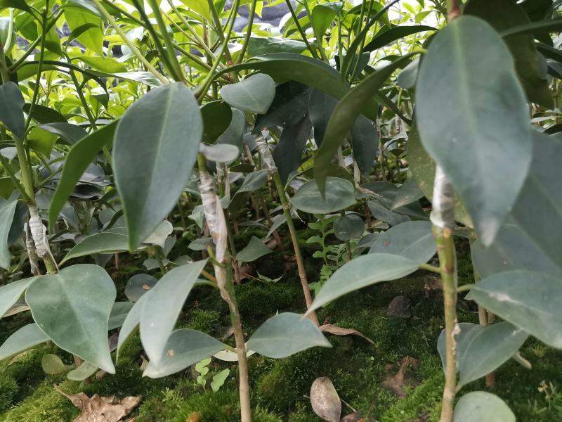 广西大红八角嫁接苗杯苗优质实生苗裸根优质实生苗杯苗