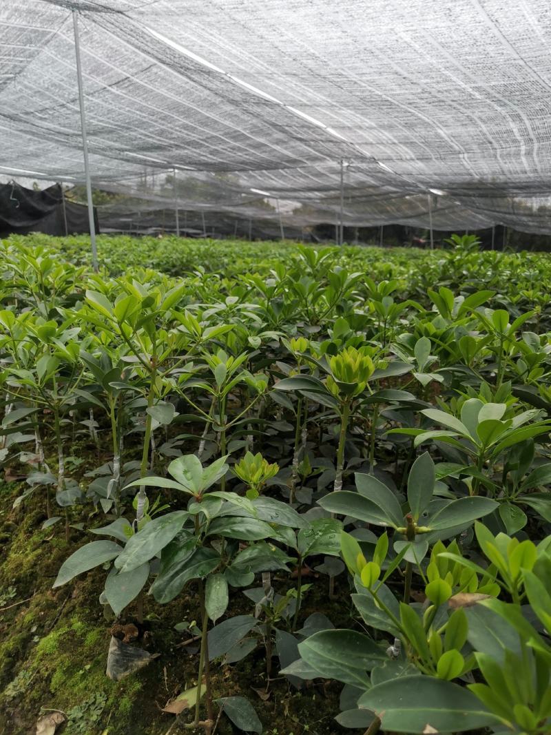 广西大红八角嫁接苗杯苗优质实生苗裸根优质实生苗杯苗