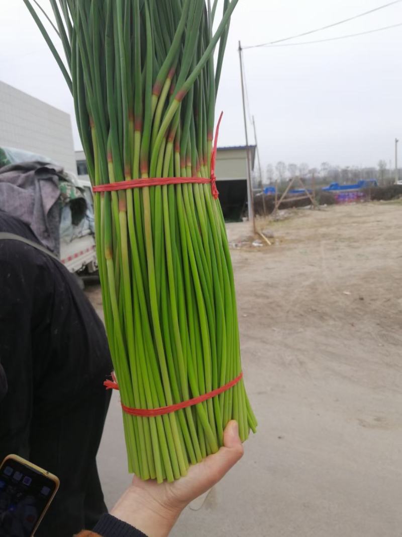 红帽蒜薹《实力商家》开封蒜薹产地批发价格便宜一条龙
